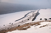 Typical juniper bushes of the Alb in winter, Bopfingen, Ostalb District, Swabian Alb, Baden-Wuerttemberg, Germany