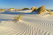 Dune landscape on the North Frisian Island Amrum, Norddorf, North Sea, Schleswig-Holstein, Northern Germany, Germany, Europe