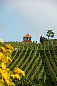 Rotes Rebhäuschen mit Weinberg, Immenstaad, Bodensee, Baden-Württemberg, Deutschland