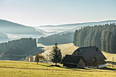 Morgennebel im Herbst, Jostal, bei Neustadt, Schwarzwald, Baden-Württemberg, Deutschland