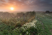 Sonnenaufgang an einer Viehweide im Nebel, Holzpfahl, Kamille, Etzel, Gemeinde Friedeburg, Landkreis Wittmund, Niedersachsen, Deutschland, Europa