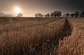 Wheat Field at Hopelser Wald near Marx, Friedeburg Municipal, Wittmund District, Lower Saxony, Germany, Europe