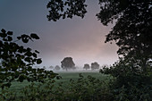 Pasture, Fog, Dawn, Tree, Neuenburg, Zetel Municipal, Friesland District, Lower Saxony, Germany, Europe