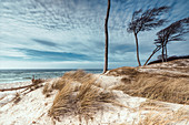 Sanddüne und Windflüchter am sogenannten Weststrand, Fischland-Darß-Zingst, Mecklenburg-Vorpommern, Deutschland, Europa