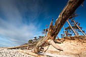 Kahler Baum am Strand, sogenannte Windflüchter, Weststrand, Fischland-Darß-Zingst, Mecklenburg-Vorpommern, Deutschland, Europa