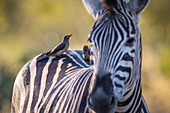 Red-billed oxpeckers, Buphagus erythrorhynchus, stand on the back of a zebra, Equus quagga