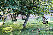 Woman wearing apron holding brown wicker basket, picking up windfall apples from the ground.