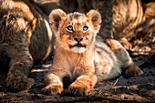 A lion cub, Panthera leo, lies on the ground and looks up out of frame, yellow blue eyes, golden coat.