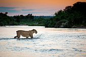 A lioness, Panthera leo, with no tail walks across a river, ears back, looking away, splashing, sunset in the background.