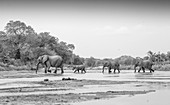 Loxodonta africana, Elephanth herd crossing Sand River.