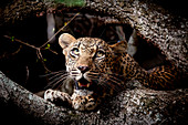 Der Kopf eines Leopardenjungen, Panthera pardus, zwischen zwei Zweigen