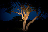 Ein Leopard, Panthera pardus, klettert mit Beute im Maul auf einen Baum
