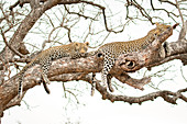 A leopard, Panthera pardus, cub and its mother lie on a branch of a marula tree, Sclerocarya birrea, drape feet and tails over the sides of the branch.