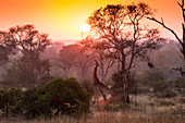 Eine Giraffe, Giraffa camelopardalis, frisst von einem Baum, bei Sonnenuntergang