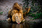 A male lion, Panthera leo, lies down, drinks water, tongue lapping, looking away, yellow eyes