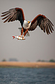 An African fish eagle, Haliaeetus Vocifer, flies over water, claws holding onto a fish, splashes of water in air