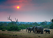 A herd of elephant, Loxodonta africana, walk through an open clearing, trees and bushes in background with sun setting