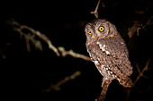 A scops owl, Otus scops, at night, perched on branch, alert, yellow eyes