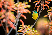 Female collared sunbird, Hedydipna collaris, perches in a candelabra aloe, Aloe arborescens