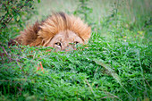 A male lion, Panthera leo, peeks up from behind a bush, yellow eyes and mane visible