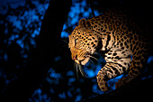 A leopard, Panthera pardus, climbing down a tree at night time, lit up by a spotlight, looking away
