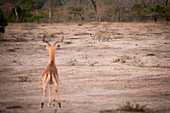 A leopard, Panthera pardus, walks across a clearing, tail curled in the air, in the foreground a male impala with horns faces the leopard with ears perked, Aepyceros melampus