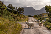 Schafe versperren eine Straße, Inverpolly Nature Reserve, Highlands, Schottland, Großbritannien