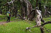 Eine Wanderin geht durch einen Wald, (Northofagus Pumilo), Nationalpark Los Glaciares, Patagonien, Argentinien