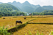 Water buffalo grazing on rice paddy in Mai Chau, Vietnam