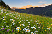 Longiarù, San Martino in Badia, Badia Valley, Dolomites, Bolzano province, South Tyrol, Italy. Meadows of Longiarù woth Sasso della Croce in the background.