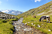 Cows at Lapen Kar valley with Hochfeiler gruop on the background, Tyrol, Schwaz district, Austria.