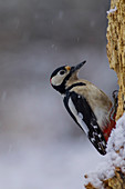 Adamello Natural Park,Lombardy,Italy.Woodpecker,animal,bird,wildlife,fauna