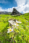 Flowers under San Besso sanctuary, Campiglia valley, Valle Soana, Gran Paradiso National Park, Piedmont, Province of Turin, Italian alps, Italy