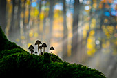 Foreste Casentinesi National Park, Badia Prataglia, Tuscany, Italy, Europe. Mushrooms on trunk covered with moss.