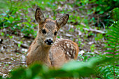 Park Orobie Valtellina, Lombardy, Italy. Roe deer
