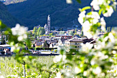 Flowering apple tree frames the Sanctuary of Tirano, Villa di Tirano, Sondrio, Valtellina, Lombardy, Italy