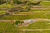 Terassenförmig angelegte Weinberge, Chiuro, Rhätische Alpen, Sondrio-Provinz, Valtellina, Lombardei, Italien