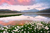Eriofori blooms at the Gavia pass at dawn, Lombardy district, Brescia province, Italy.