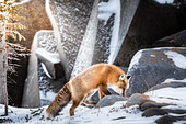 Red fox (vulpes vulpes) in Northern Manitoba, Canada