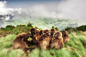Gelada Pavianfamilie in Simien-Nationalpark, Nord-Äthiopien
