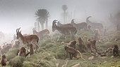 Endemic walia ibex and gelada baboons near Chenek camp, Simien mountains national park, Ethiopia