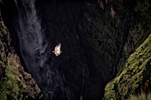 Vulture flying above Jinbar waterfalls (Jin Bahir Falls), Simien mountains national park, Ethiopia