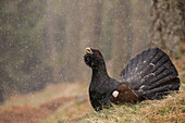 Western Capercaillie or Wood Grouse (Tetrao urogallus) male displaying, Stelvio National Park, Lombardy, Italy