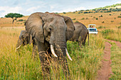 Afrikanischer Buschelefant, Masai Mara Park, Kenia, Afrika,