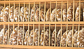 Schüttelbrot, typisches südtiroler brot, provinz bolzano, italien, südtirol, trentino alto adige