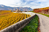 View of the medieval Aigle castle and the surrounding vineyards and roads in autumn. Canton of Vaud, Switzerland.