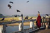 Mönch füttert Krähen auf der U-Bein Brücke, Amarapura, Mandalay, Myanmar, Südostasien