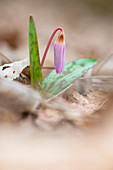 Dog s tooth Violet, Lomellina, Ticino s Park, province of Pavia, Lombardy, Italy