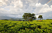 Afrika, Malawi, Distrikt Blantyre, Anbau von Tee