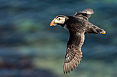 flying Puffin, Isle of Lunga, Treshnish Isles, Scotland, Europe